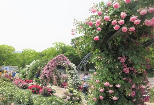 🌹 평화의 장미원(헤이와노바라엔) 이미지 1